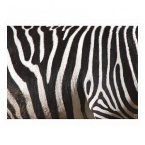 Mantel individual CEBRA